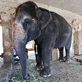 … los animales en los circos son encadenados y obligados a permanecer en el mismo lugar durante horas y días?
